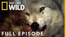 Monster Wolf (Full Episode) | America the Wild - YouTube