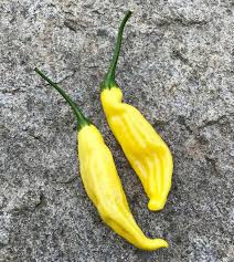 Mexican food jalapeno chili peppers, guacamole with nachos, tequila and lime. Lemon Drop Hot Chile Pepper John Scheepers Kitchen Garden Seeds