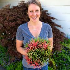 Know which style of air plant you have. All About Air Plants The Ruth Bancroft Garden Nursery