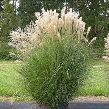 Miscanthus Sinensis Adagio Prachtriet Het Groene Paradijs Ornamental Grasses Miscanthus Morning Light Perennial Grasses