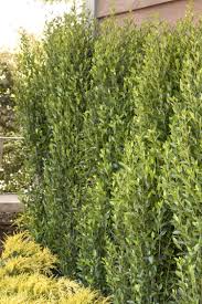 Will Fleming Yaupon Holly Male Monrovia Will Fleming Yaupon Holly Male Monrovia Plants Backyard Landscaping Holly Tree
