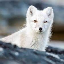 Arctic Fox By Stefan Forster Arctic Fox Arctic Animals Fox