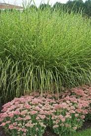 Miscanthus Zebrinus Bluestone Perennials Perennials Ornamental Grasses Front Yard Garden
