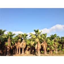 Plant them in the spring or early summer and ensure that they have direct exposure to. Best Palm Palmiye Washingtonia Robusta Peyzaj Ticari Ve Kurumsal Urunler