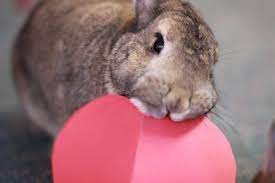 Bond With Your Pet Rabbit Bunny Behavior