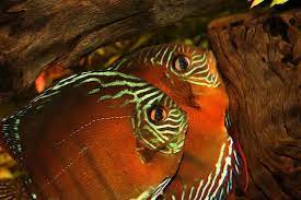 ปอมปาด วร ราช น แห งปลาต