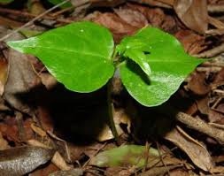 Image result for Commiphora schlechteri