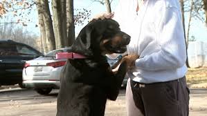 Leveling up a common pet is much faster than leveling up a legendary pet because. Firefighter Adopts Dog After Rescuing Her From Roof But How She Got There Is Shocking Barkpost