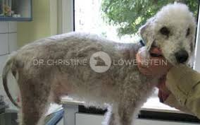 Cushing Syndrom Dr Christine Lowenstein