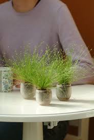 Image result for Isolepis prolifera