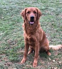 Many light golden retriever puppies turn out to be dark golden retrievers when grown up. Bounderhill Goldens Golden Retrievers Dark Red Golden Retrievers Field Go Golden Retriever Puppy Photography Golden Retriever Red Red Golden Retriever Puppy