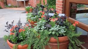 Image result for rosemary container