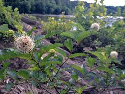 Cephalanthus sugar shack shrubs or button bushes are an amazingly compact shrub, known for their fragrant white flowers resembling pincushions that create a nice contract to the attractive glossy foliage. Great Design Plant Cephalanthus Occidentalis