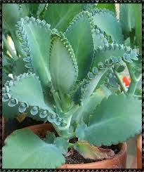 Mexican Hat Plant Kalanchoe Diagremontiana Reproduces Via Vegetative Propagation A Method In Which New Clone Plants Are Produced On Blommor Vaxter Krukvaxter