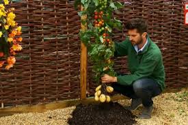 3.3 out of 5 stars. Tomtato Plant Grows Both Tomatoes And Potatoes