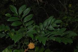 Image result for Pseudobersama