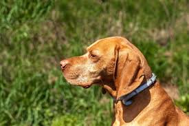 We did not find results for: Seresto Vs Frontline Plus Which Flea Collar Is Best Our Fit Pets