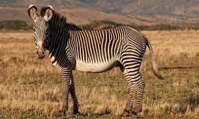 Image result for zebra