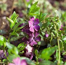 How to Plant and Grow Periwinkle for a Carpet of Flowers and Foliage