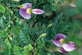 Image result for Ormocarpum kirkii