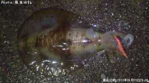 千葉県アオリイカ釣り情報まとめ ポイントからルアーまで釣果情報 即戦力釣り情報