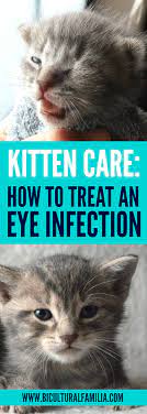 How To Treat An Eye Infection In A Kitten Bicultural Familia Kitten Eye Infection Kitten Eyes Eye Infections