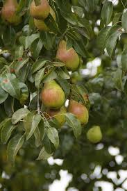 Birnen haben im frühen herbst saison. Birnen Herbst Birnbaum Kostenloses Foto Auf Pixabay