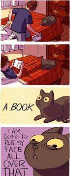 Cats Cute Animals Funny Animals Cat Love