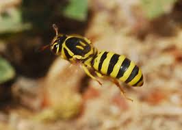 Image result for Pseudobromus engleri