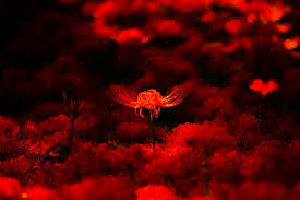 「曼珠沙華」の画像検索結果