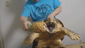 The common snapping turtle received its name because it tends to grab things when it is pulled out of its natural habitat. Pin On India News Today Dna Odisha