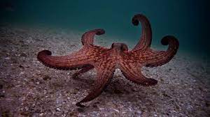 While octopuses are intelligent and the octopus most likely did recognize him, he seemed to read too much into some of his reactions to him. Q2gaz5oz1yqvnm