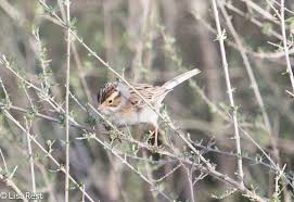 zebra finch archives goldbird