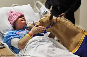 The american miniature horse association only counts miniature horses measuring 8.5 hands (34 inches) or less among its numbers. A Cute Miniature Horse Give Therapeutic Benefits For People When They Re Really In Need Of Them