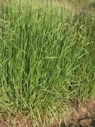 Image result for Agrostis continuata
