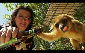 Scotty Nguyen And His Beer Drinking Monkey Vegas Drinking Beer Cool Packaging Koala Bear