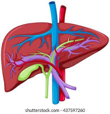 The liver is a roughly triangular organ that extends across the entire abdominal cavity just inferior to the diaphragm. Liver Diagram Pencil Drawing Digestive System Pharmamad Small Intestine And Large I Create Video Content How To Create Painting And Drawing With Various Mediums With Various Themes