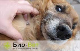 piroplazmoz u sobak simptomy i lechenie vetkliniki bio vet
