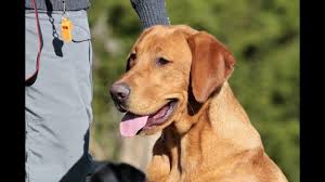 Beautiful yellow/fox red labrador puppies ckc reg. Fox Red Labrador Retriever Goes To Rural King Youtube