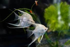 17 Most Popular Freshwater Fish Fishkeeping World