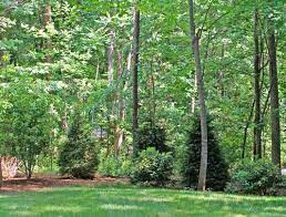 Check spelling or type a new query. Norway Spruce Trees Pictures Information And Design Tips