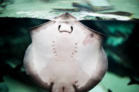 Image result for Stingray