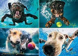 Dogs should lose their baby teeth by the time they are adults. Dog Jigsaw Puzzle 13 Dog Jigsaw Puzzles For Quiet Nights