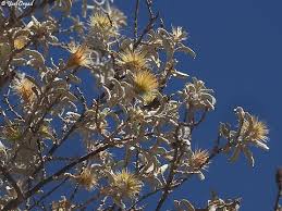 Image result for Dicoma