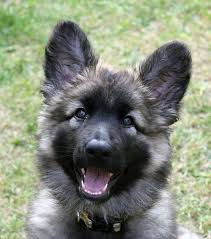 Check spelling or type a new query. River Shiloh Shepherd Home Facebook
