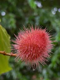 Image result for Erythrococca zambesiaca