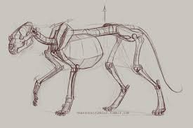 Shannonscribbles Feline Anatomy Animal Skeletons Skeleton Drawings