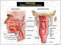 Maybe you would like to learn more about one of these? Anatomy Of The Piriform Sinus Anatomy Neck Muscle Anatomy Human Anatomy And Physiology