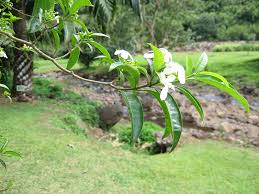 Image result for Tabernaemontana odoratissima