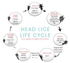 Image result for lice life cycle